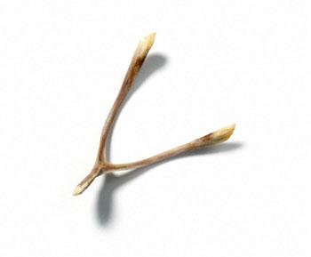 wishbone