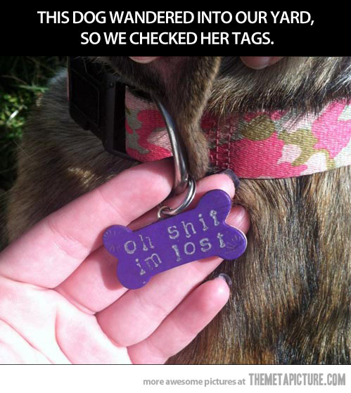 funny-dog-collar-lost