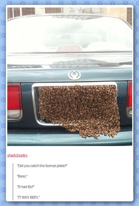 funny-license-bee-lot-plate-1