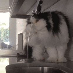 funny-gif-cat-fail-drink-water-attempt
