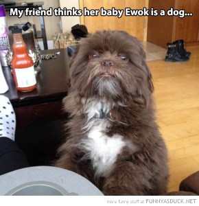 funny-pictures-baby-ewok-dog-star-wars