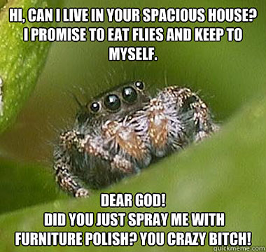 funny-spider-eyes-meme