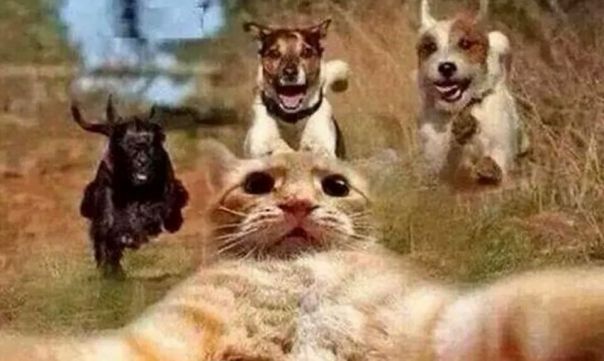 IMG_1730703226186792