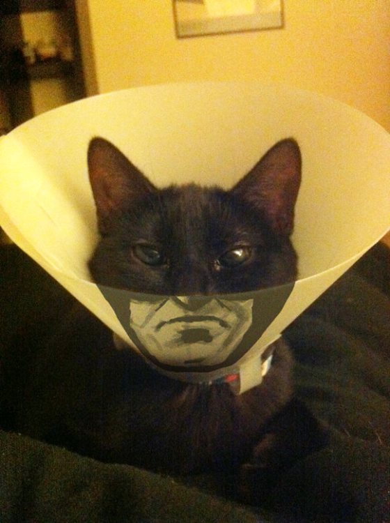 catman