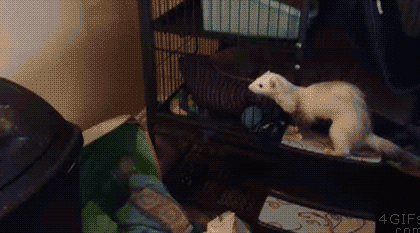 1abbf7d0fe27f2ac0d4063e91ae66021