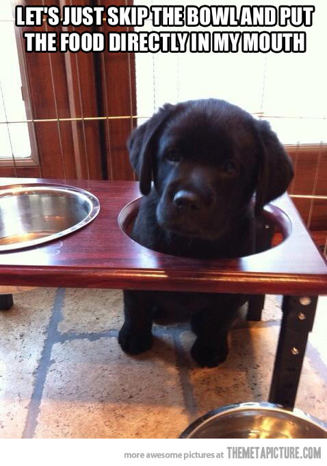 funny-little-puppy-black