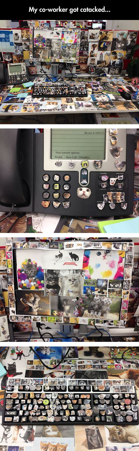 funny-office-box-computer-cat-images