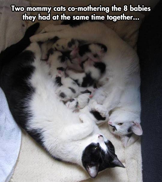 http%3A%2F%2F41.media.tumblr.com%2F16865984305a129ad620be956e198632%2Ftumblr_npdg31es681sxvay0o1_540