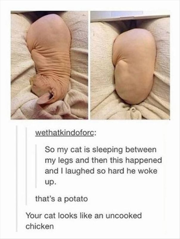 3ad838ae000c01390106dfc8a81d7d9e