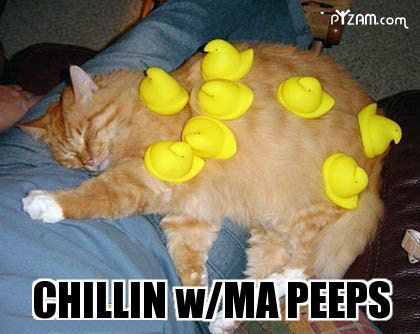 c879870b73bbdb53cbce3b2cf39cffd6