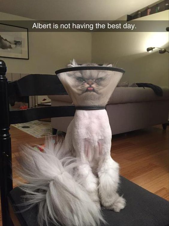 77ee2a7791bb1c7337458334f6ef5648