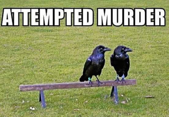 wp-1466217312447 image