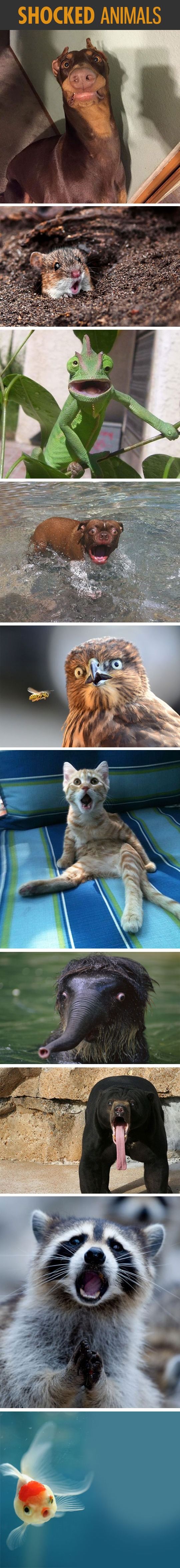 178169-Shocked-Animals