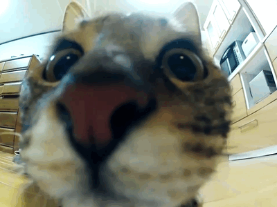 Top-15-Very-Funny-Cat-GIFs-most-funniest.gif