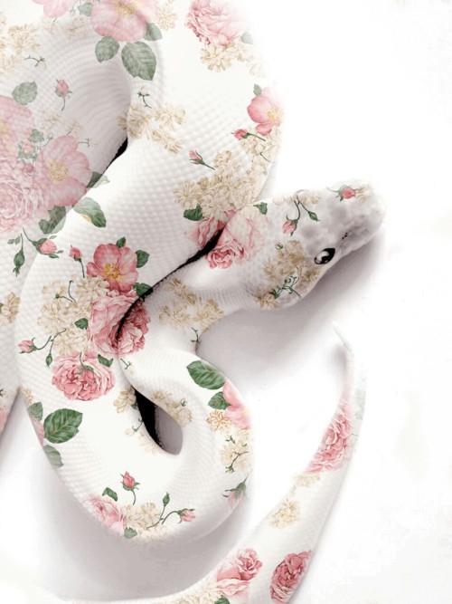 tumblr_mvhg7hnL8Q1rxch6yo1_500