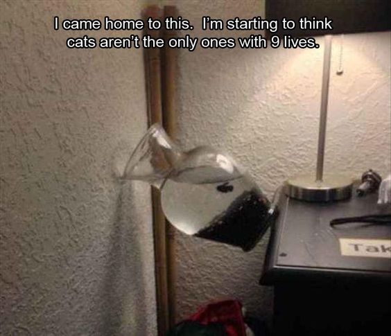 635d72849457d34a547c348ed5e5936f