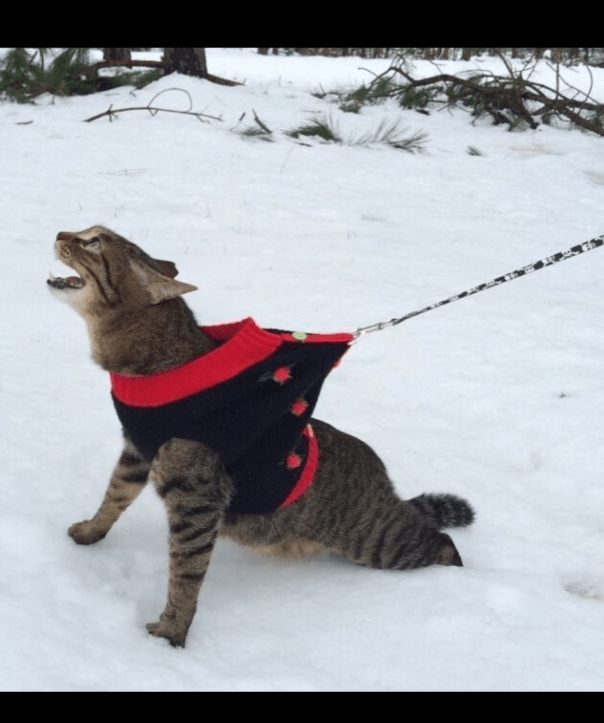 Capture+_2020-02-25-12-22-51